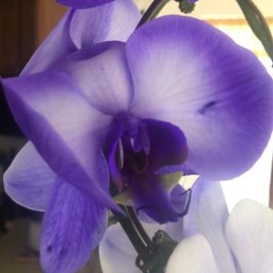 Meet your Posher, Henny